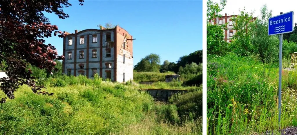Ruiny nowego młyna z napisem Grundmühle 1908" oraz chaszcze w roku 2015